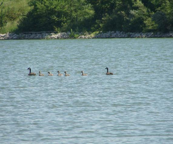 Ducks on lake
