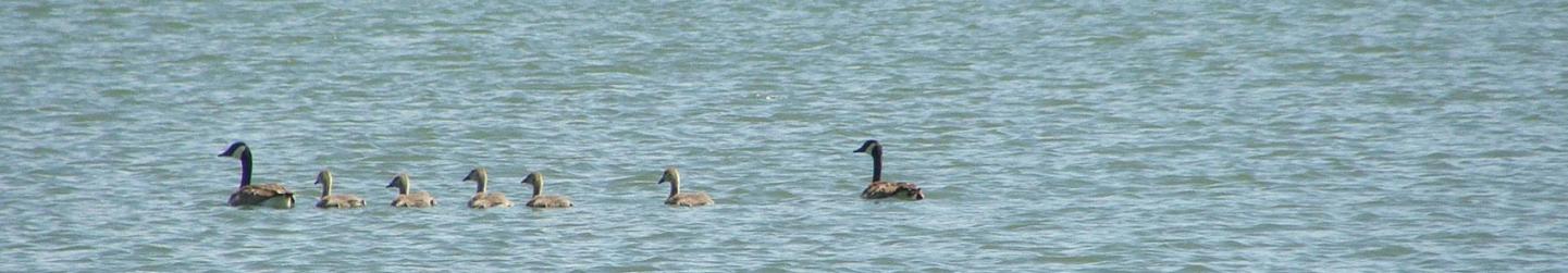 Ducks on lake